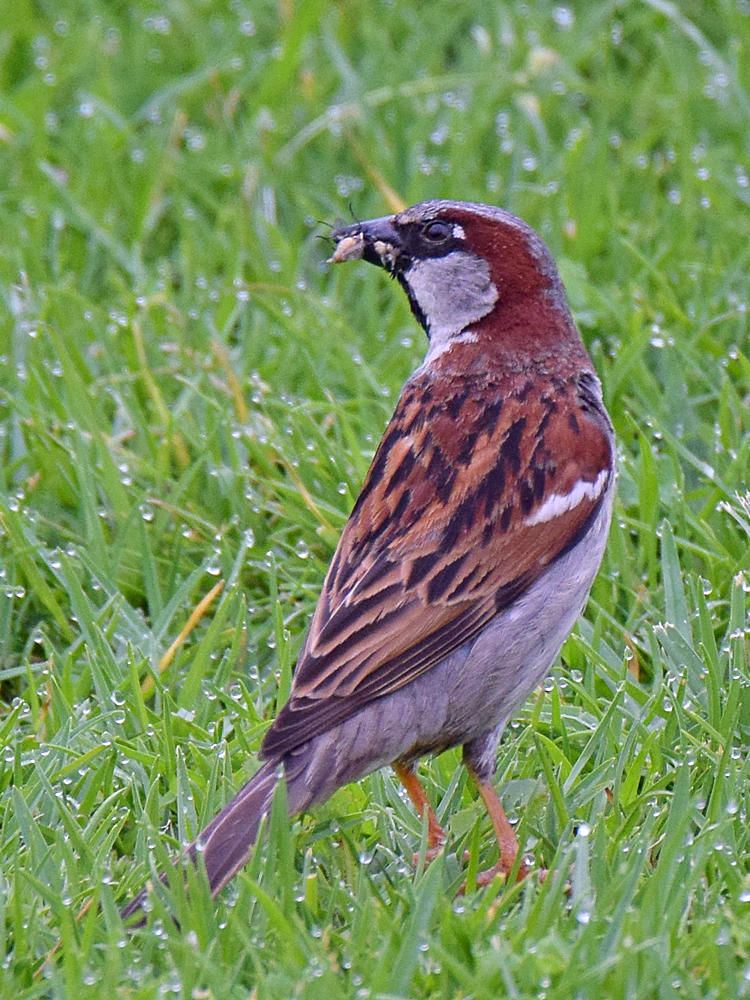 Sparrow2.jpg