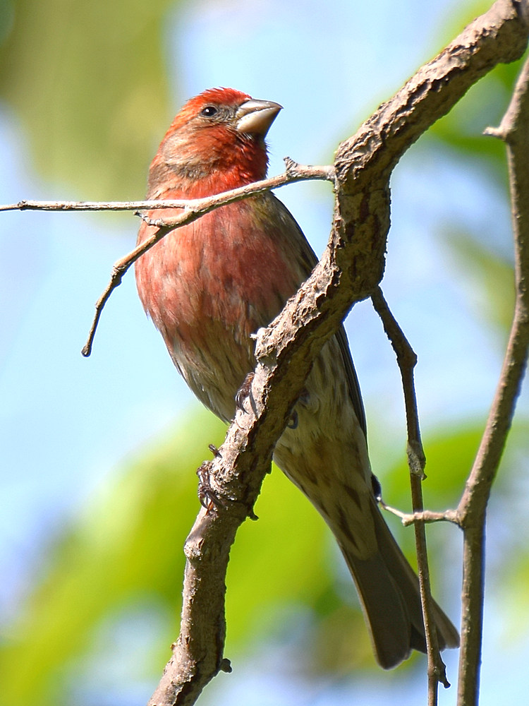 Sparrow2.jpg
