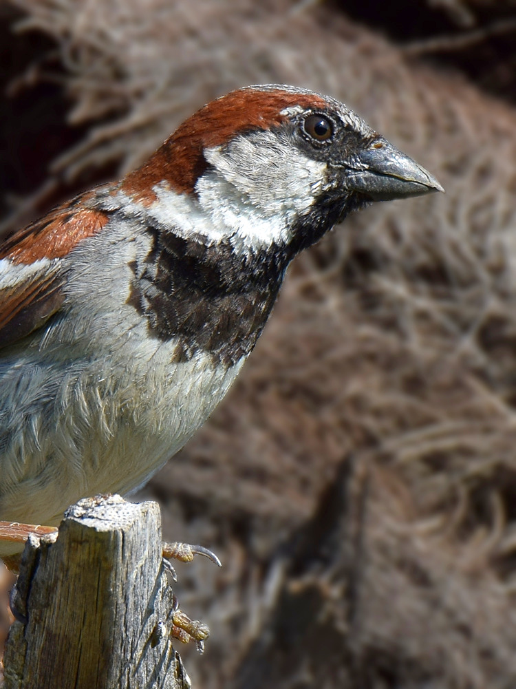 Sparrow2.jpg