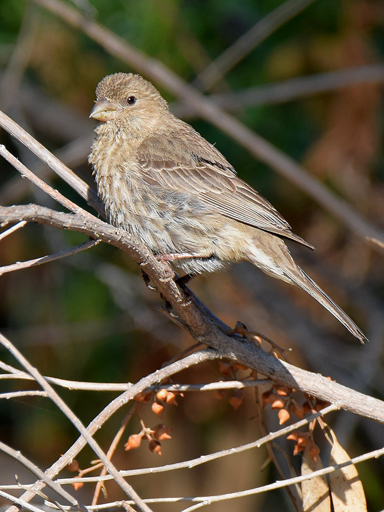 Sparrow2.jpg