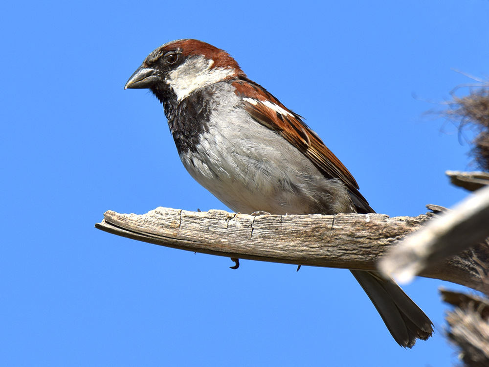 Sparrow2.jpg