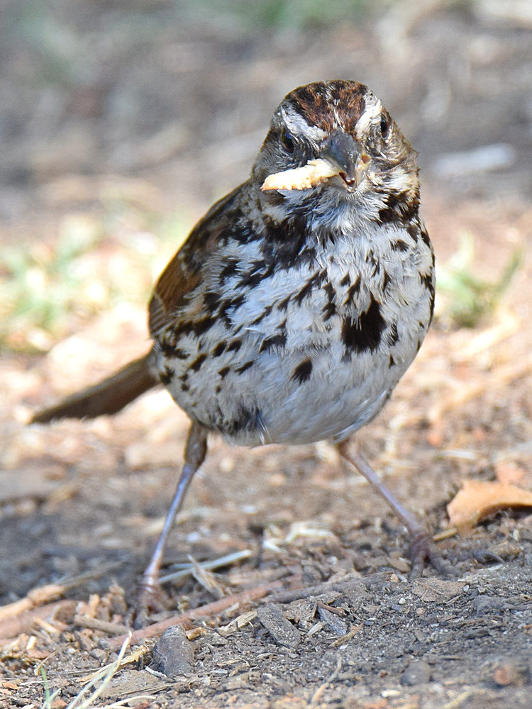 Sparrow2.jpg