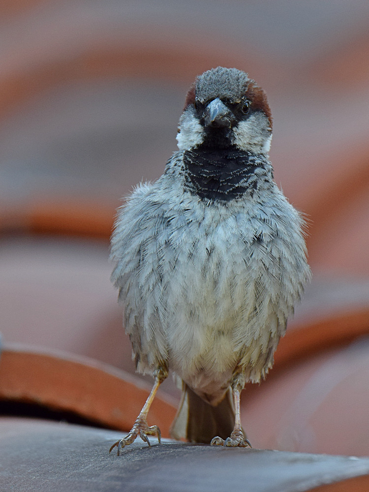 Sparrow2.jpg