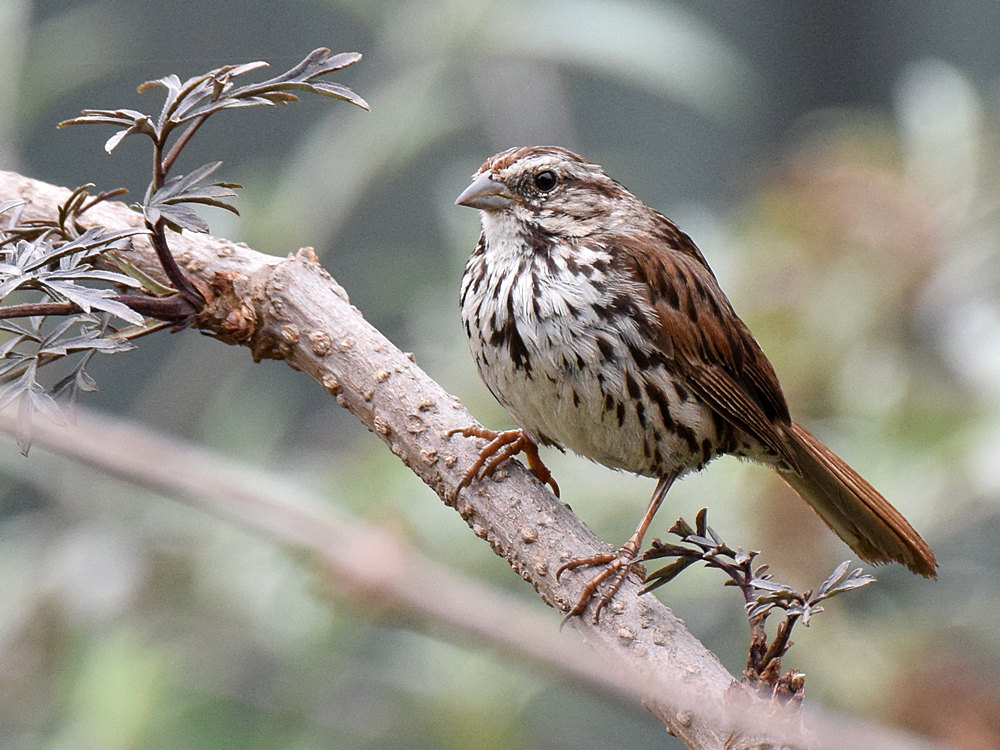 Sparrow2.jpg