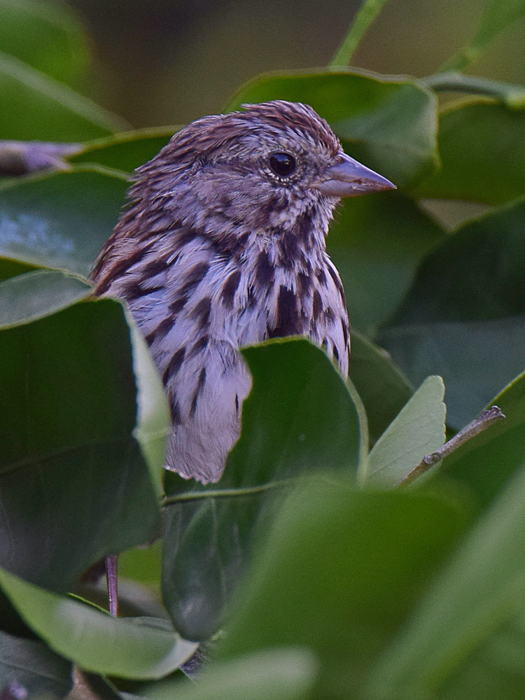 Sparrow2.jpg