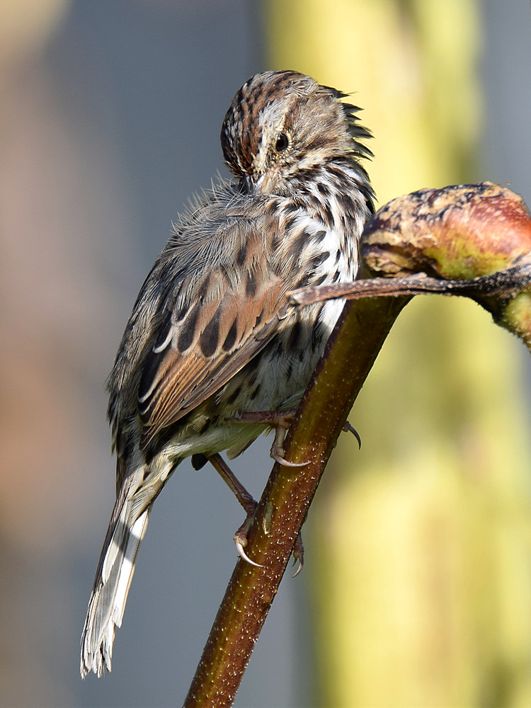 Sparrow2.jpg