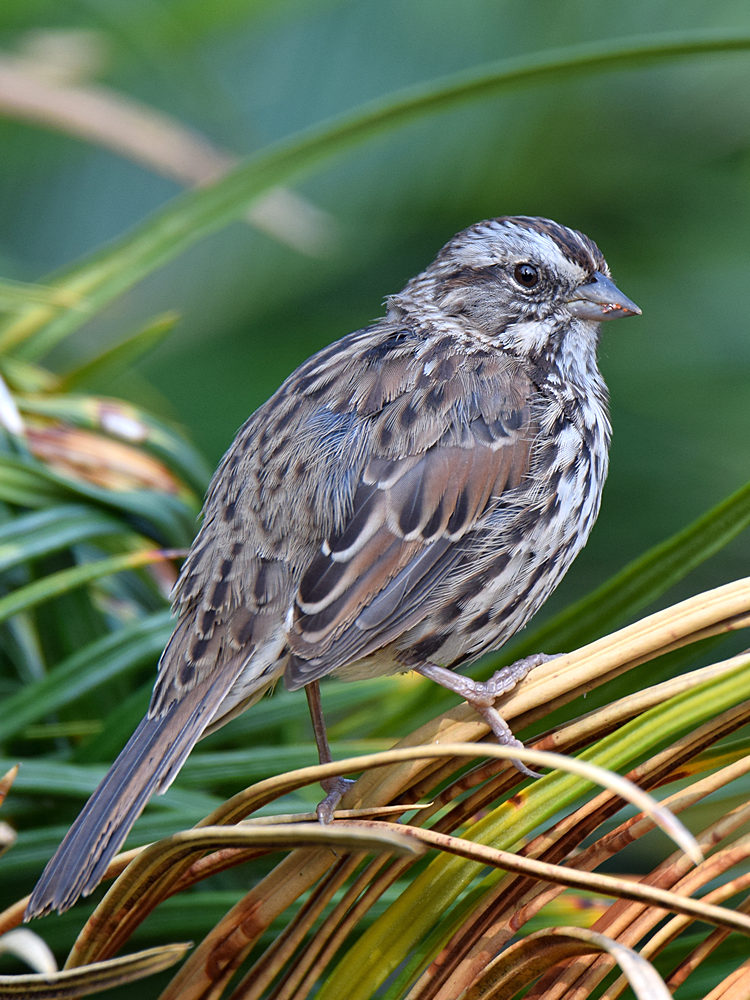 Sparrow2.jpg