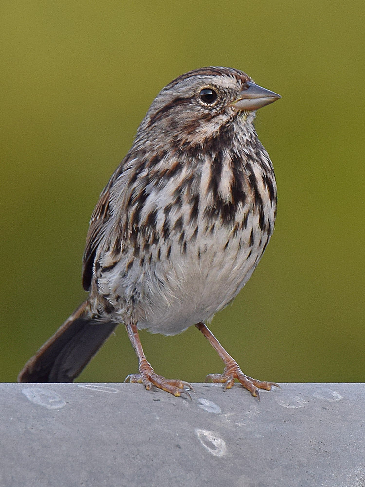 Sparrow2.jpg
