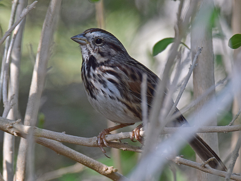 Sparrow2.jpg