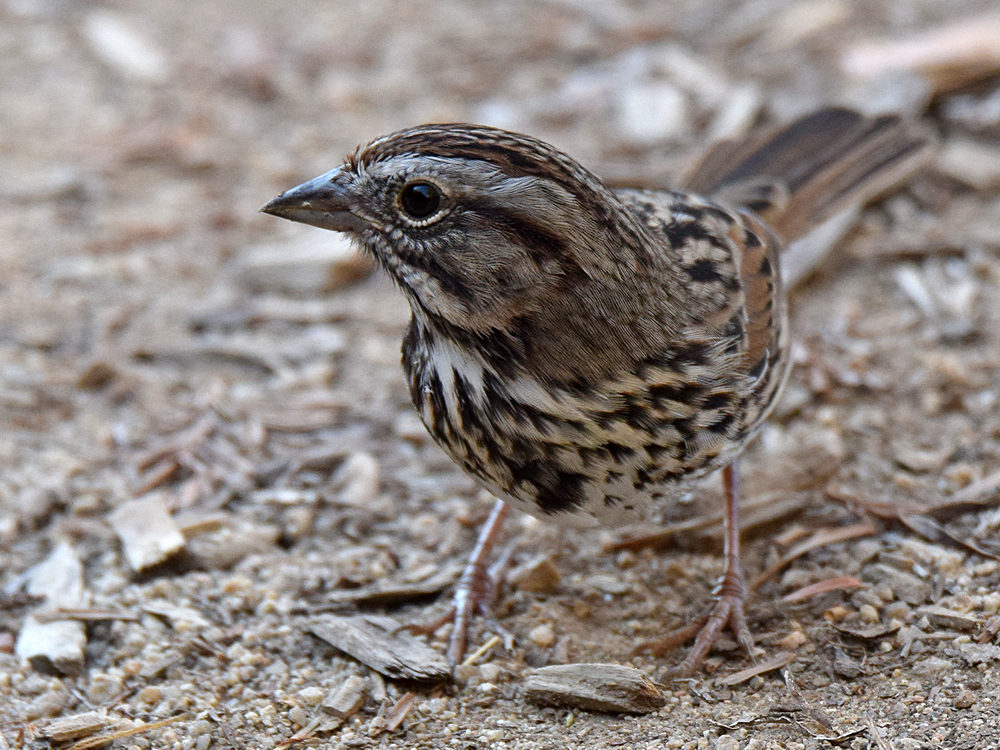 Sparrow2.jpg