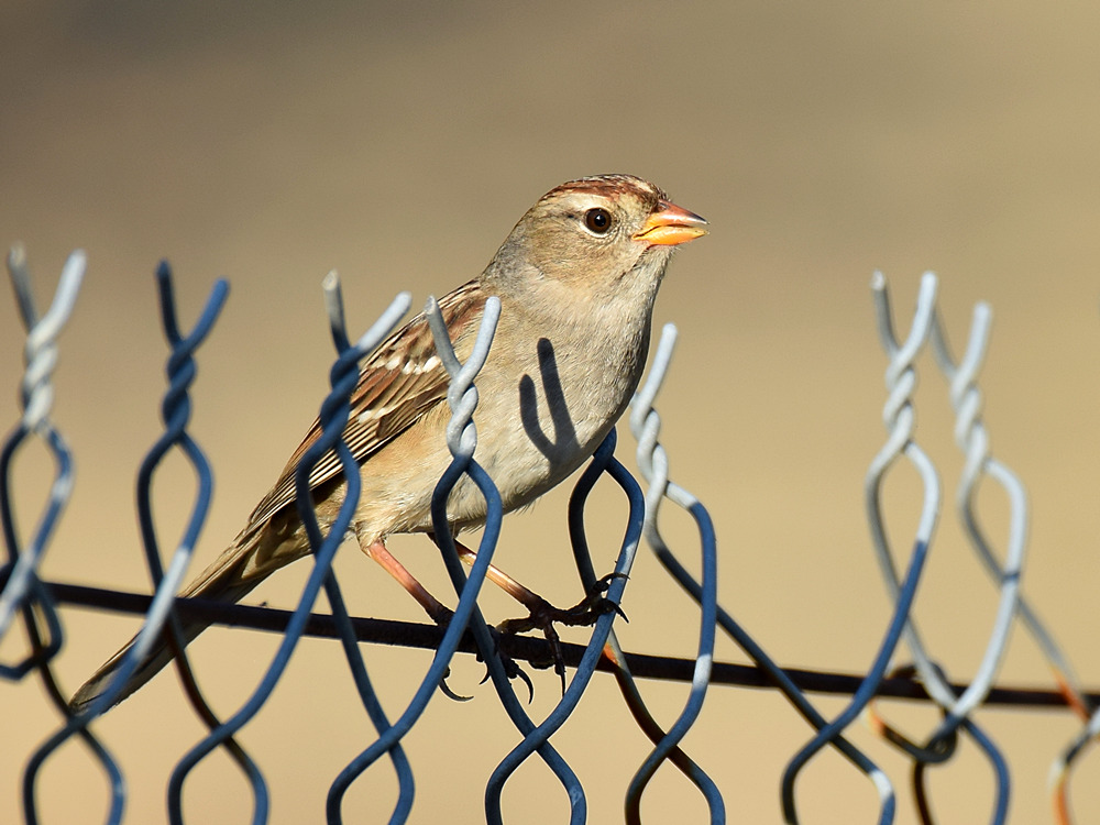 Sparrow2.jpg