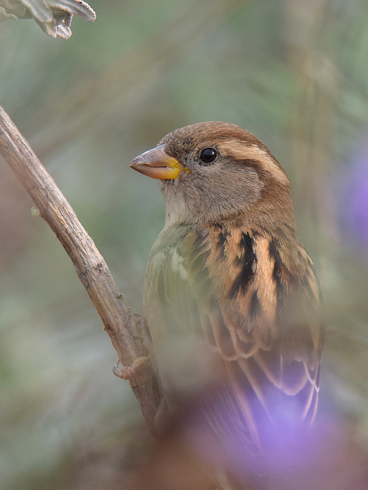 Sparrow2.jpg