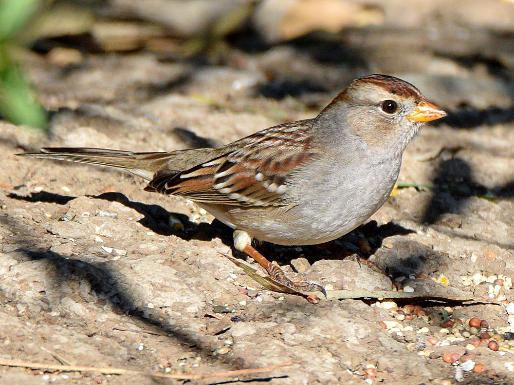 Sparrow2.jpg