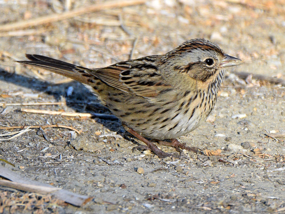 Sparrow2.jpg