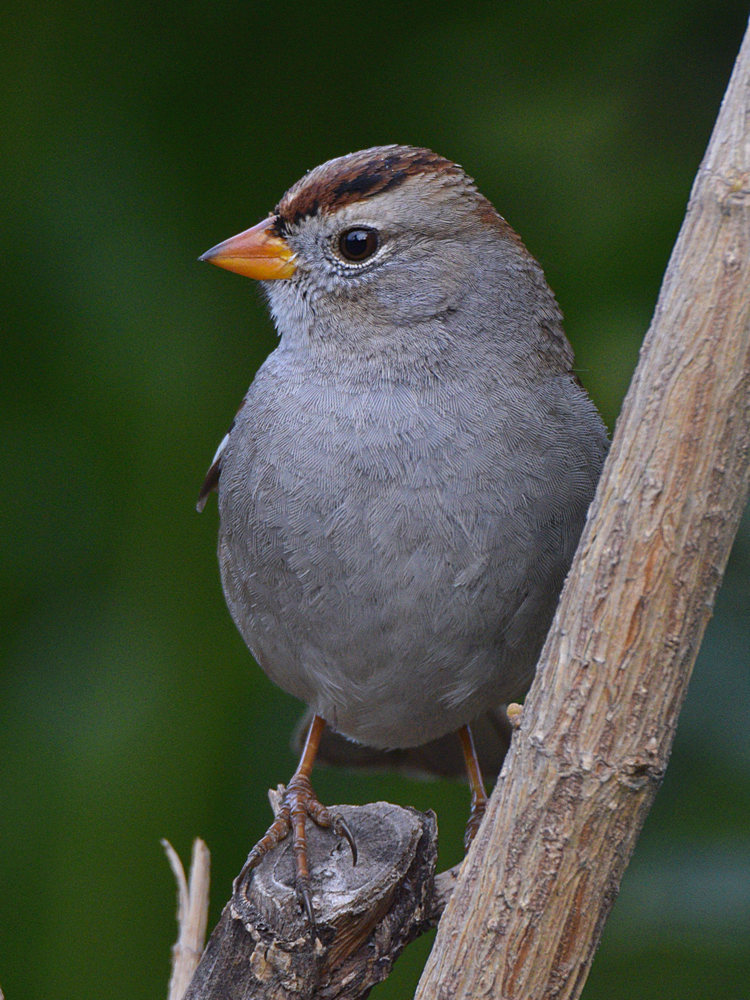 Sparrow2.jpg