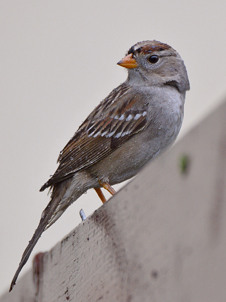Sparrow2.jpg