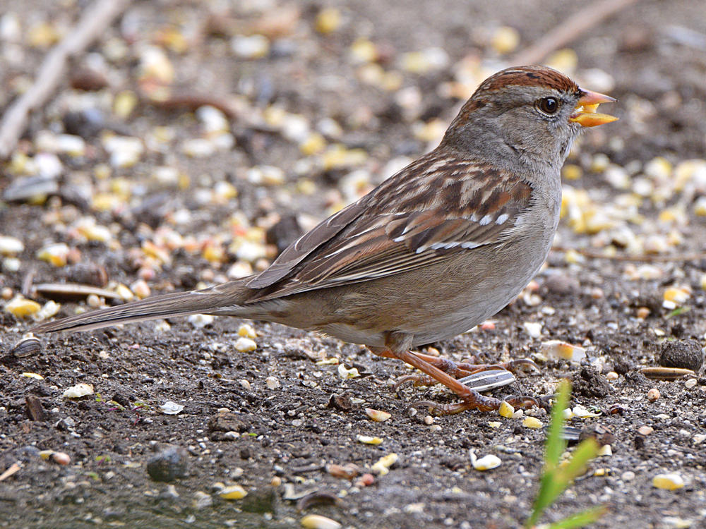 Sparrow2.jpg