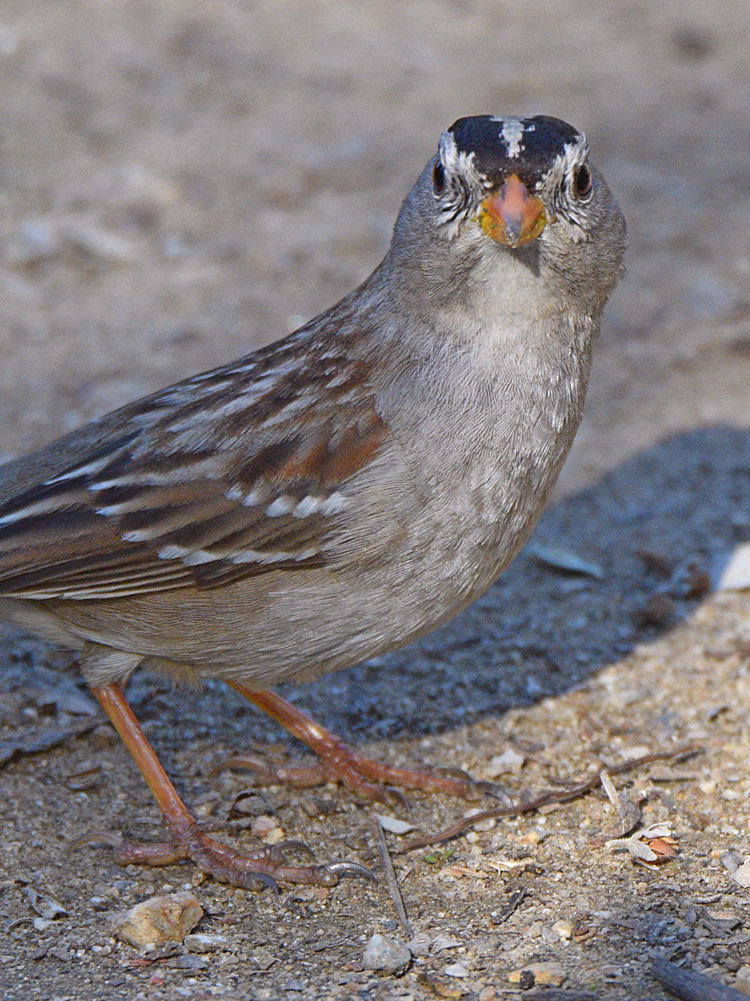 Sparrow2.jpg