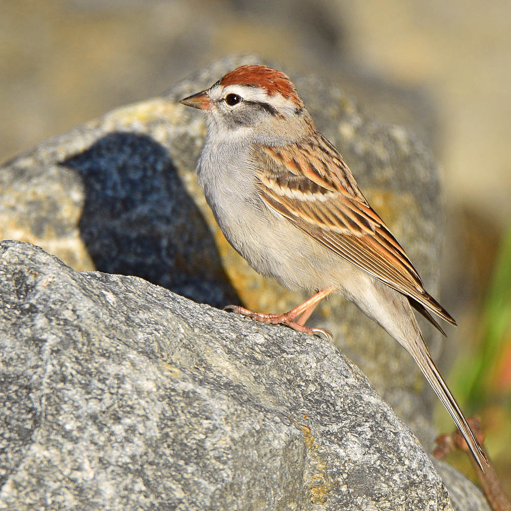 Sparrow2.jpg