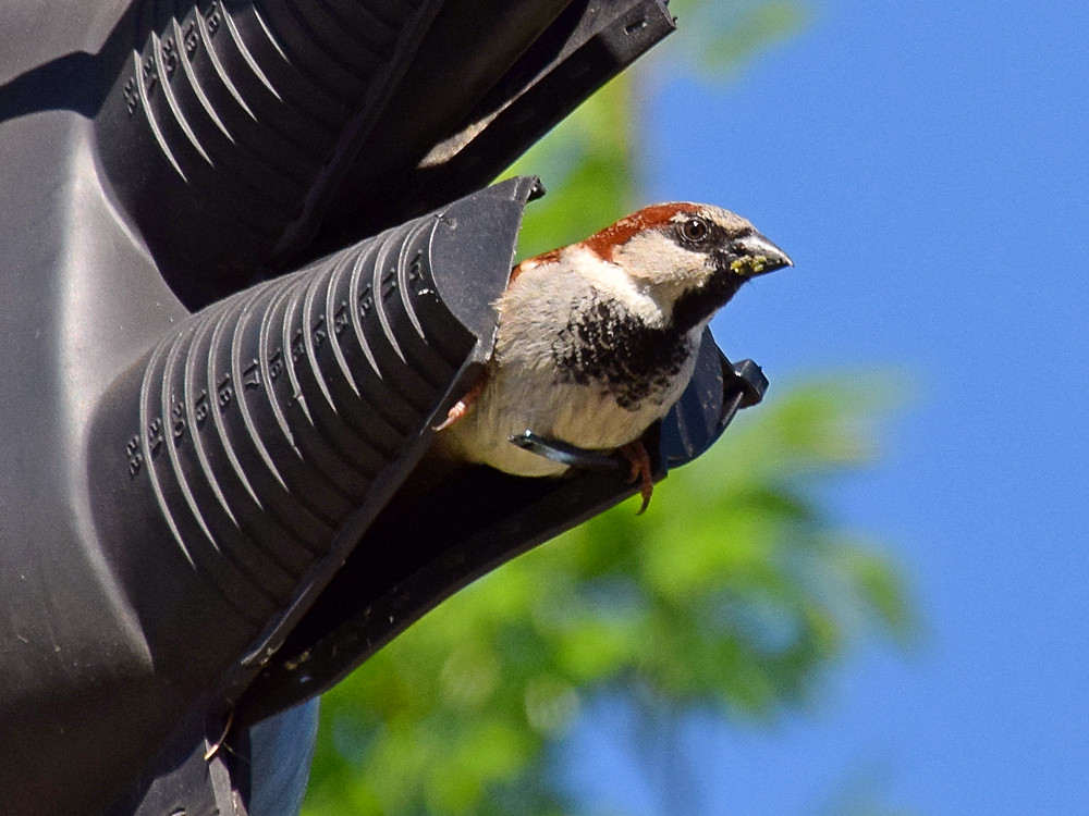 Sparrow2.jpg