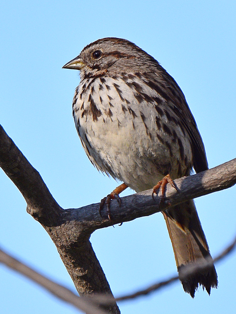 Sparrow2.jpg
