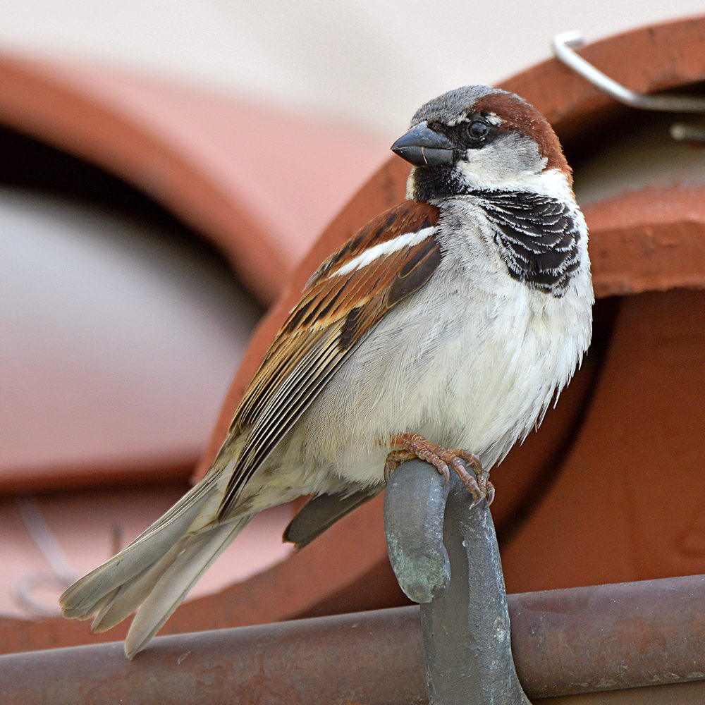 Sparrow2.jpg