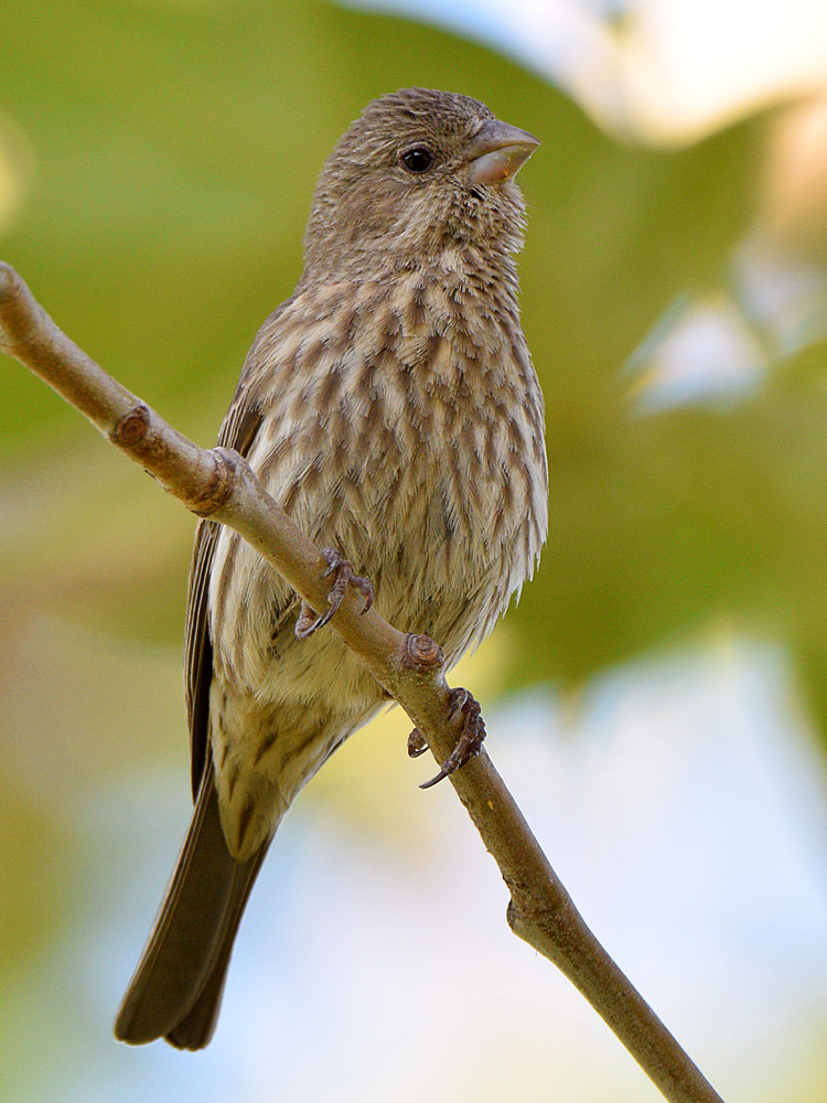 Sparrow2.jpg
