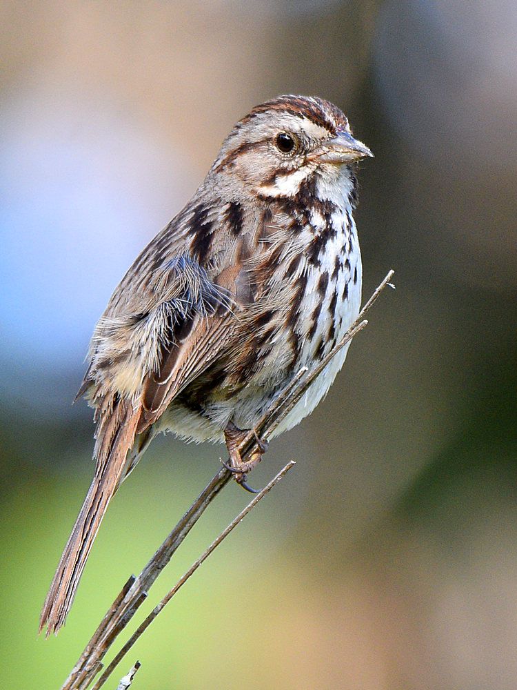 Sparrow2.jpg