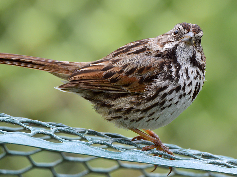 Sparrow2.jpg