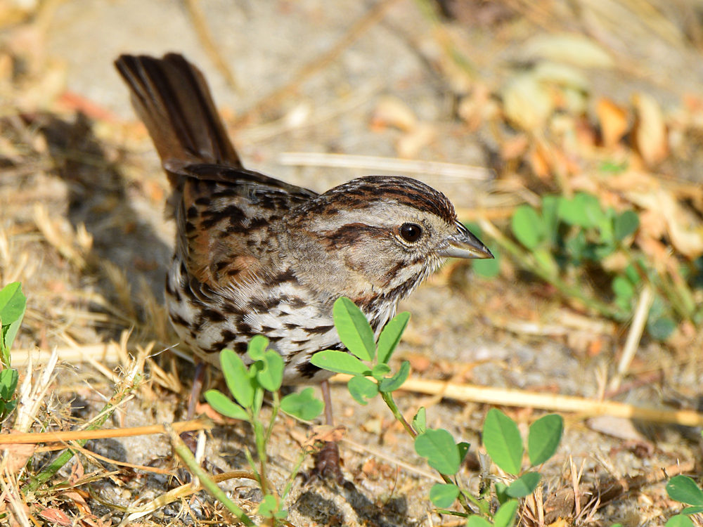Sparrow2.jpg