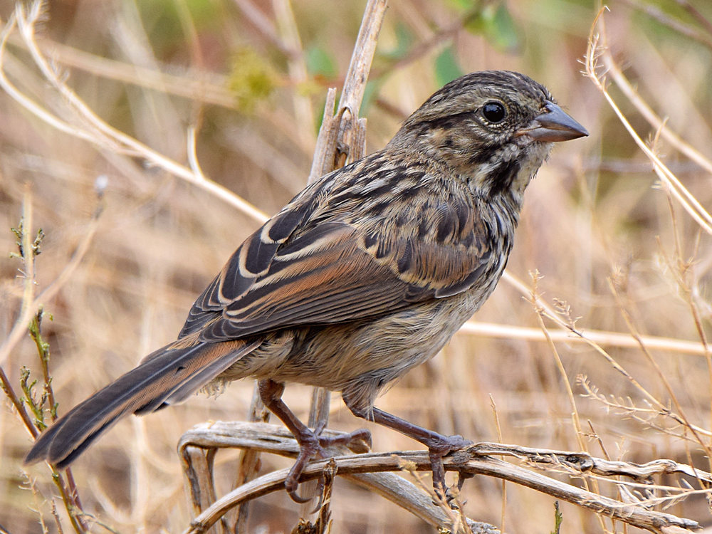 Sparrow2.jpg