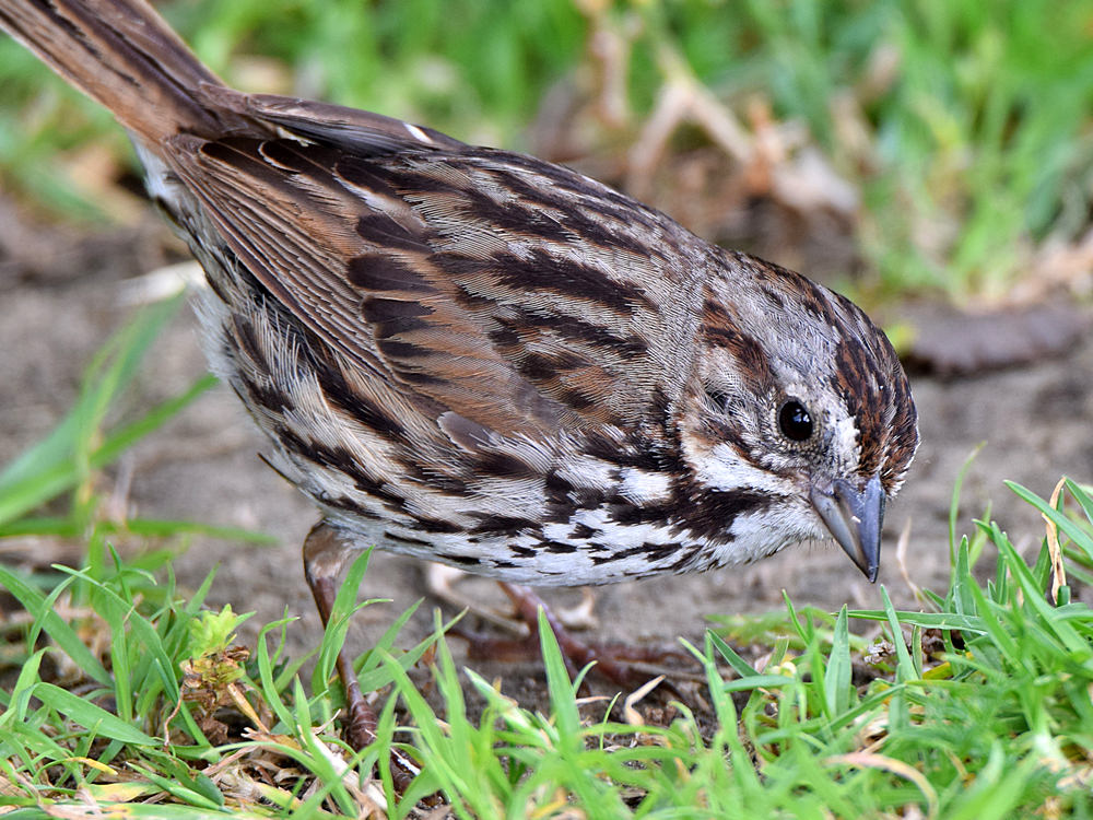 Sparrow2.jpg
