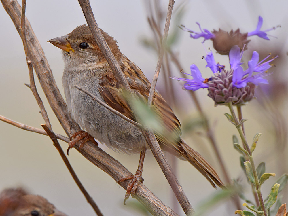 Sparrow2.jpg