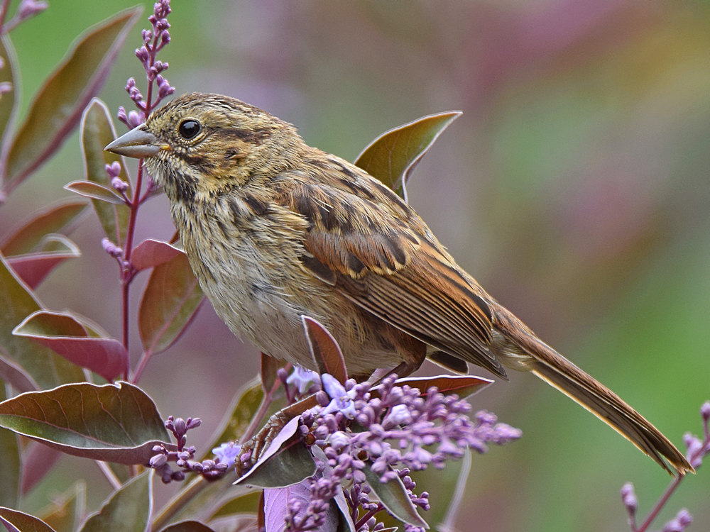 Sparrow2.jpg