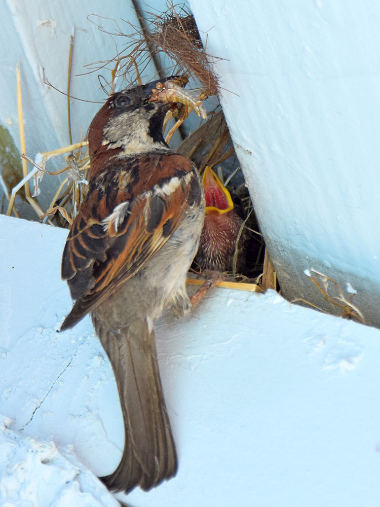 Sparrow2.jpg