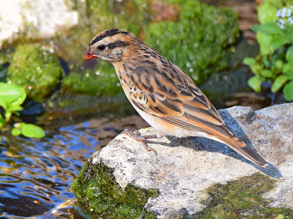 Sparrow2.jpg