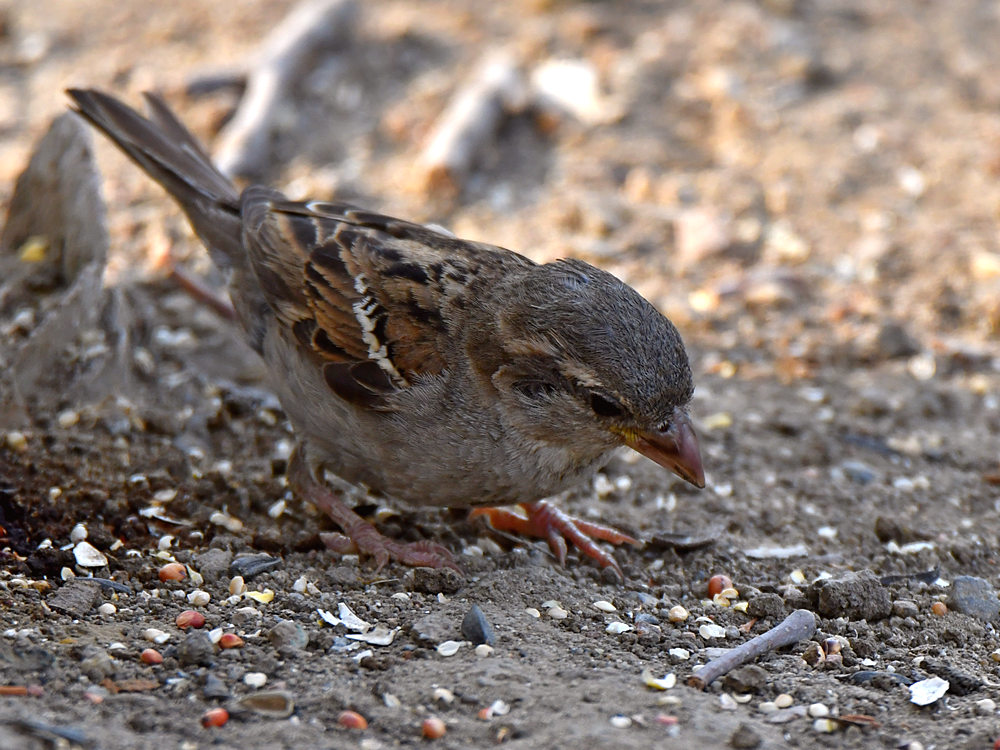 Sparrow2.jpg