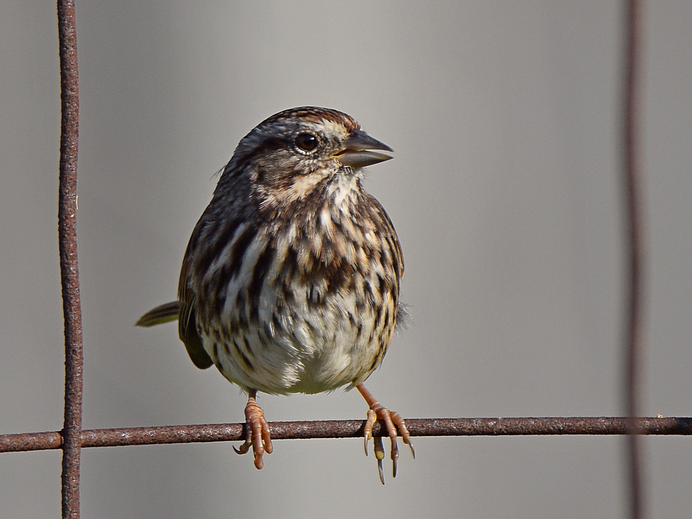 Sparrow2.jpg