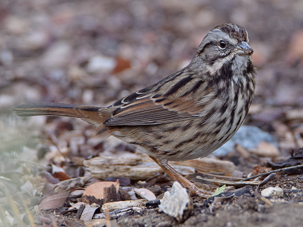 Sparrow2.jpg