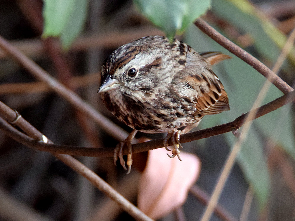 Sparrow2.jpg