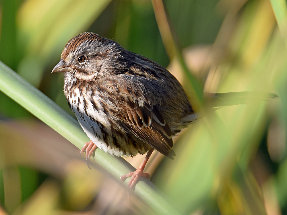 Sparrow2.jpg
