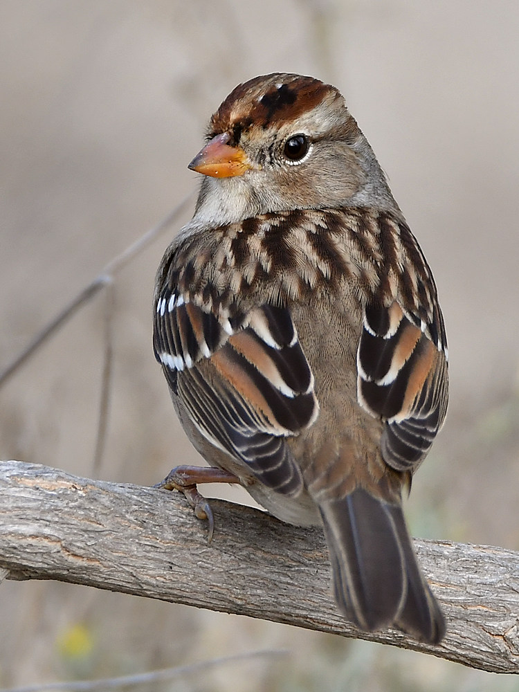 Sparrow2.jpg