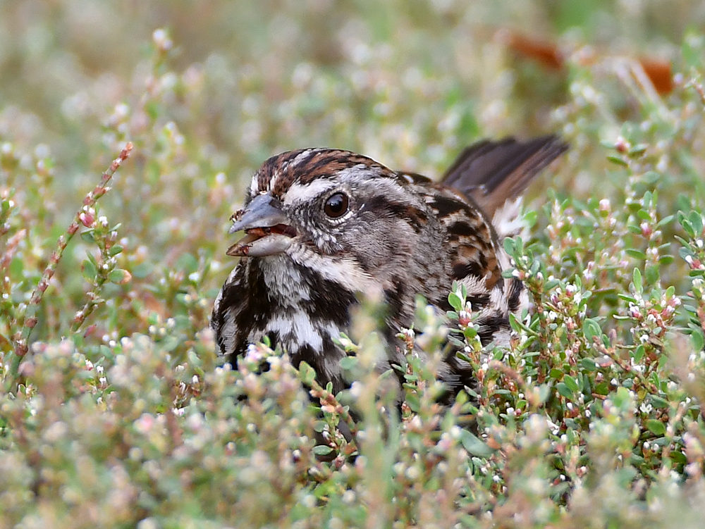 Sparrow2.jpg
