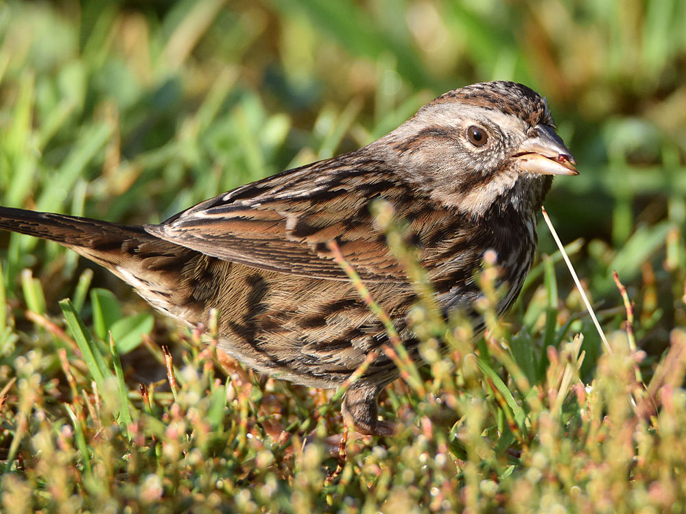 Sparrow2.jpg