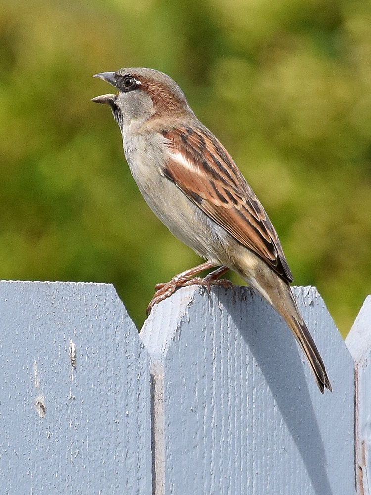 Sparrow2.jpg