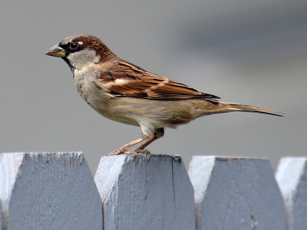 Sparrow2.jpg