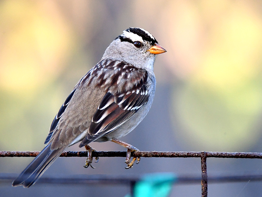 Sparrow2.jpg