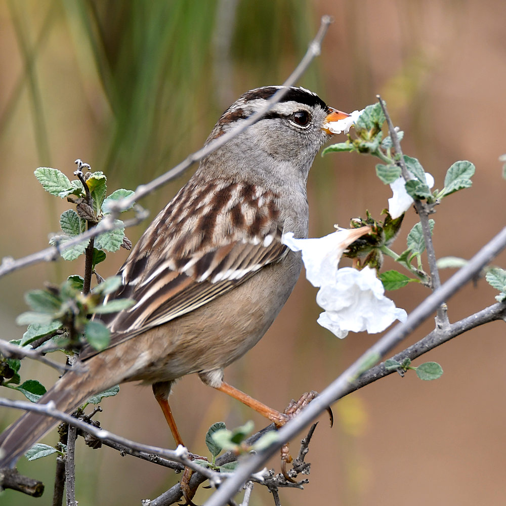 Sparrow2.jpg