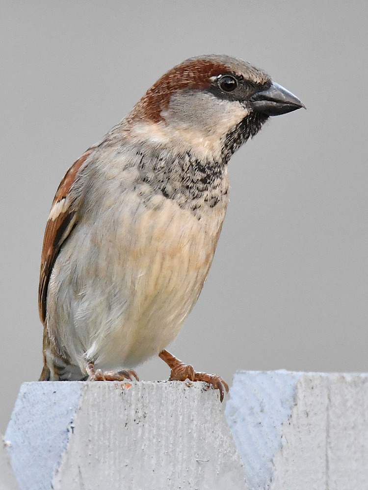 Sparrow2.jpg