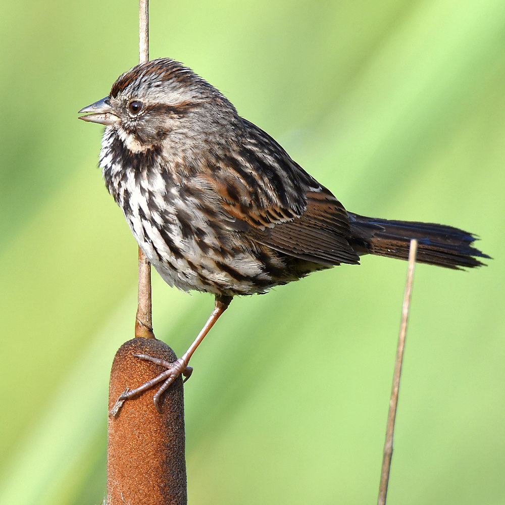 Sparrow2.jpg